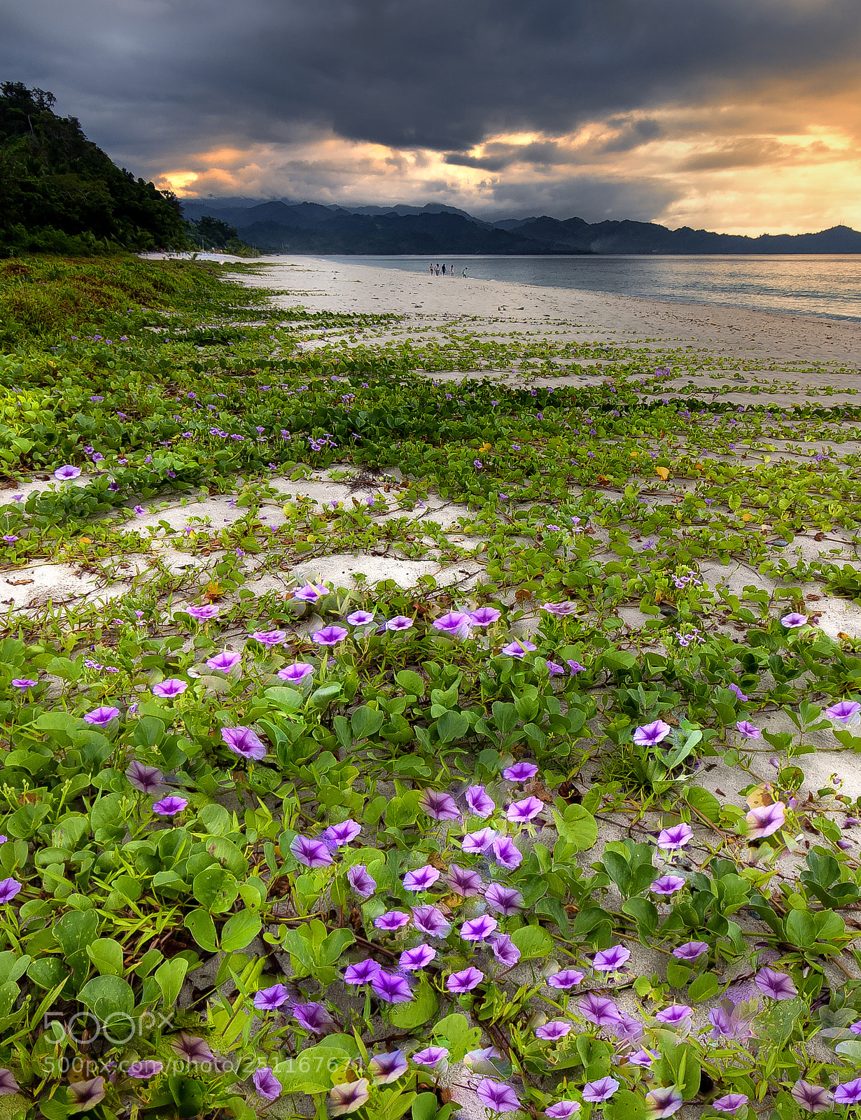 Nikon D90 sample photo. Blooms by the pacific photography
