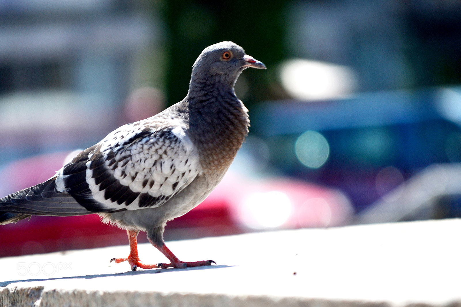 Nikon D3100 sample photo. Columbia livia photography