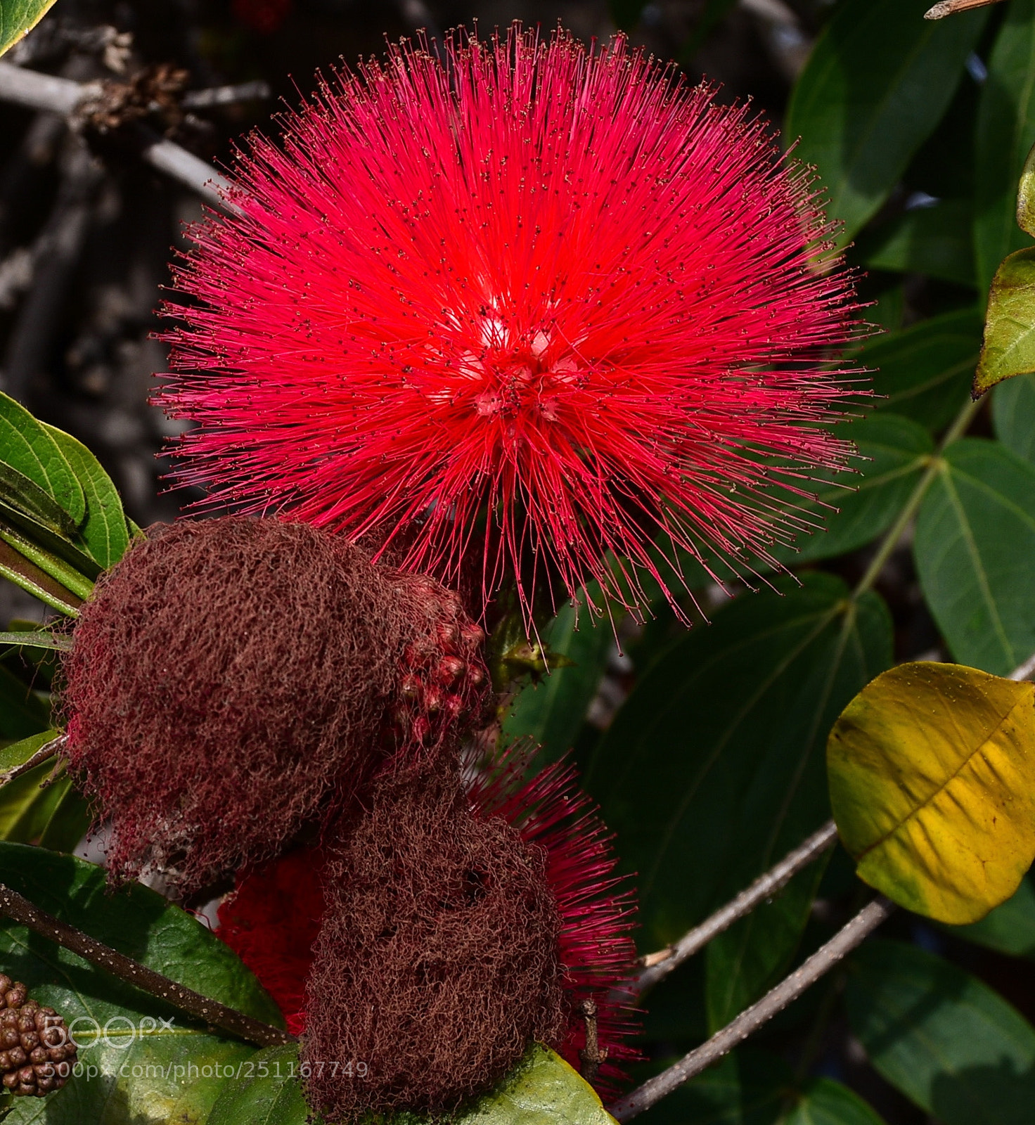 Nikon D7200 sample photo. A lovely red puff photography