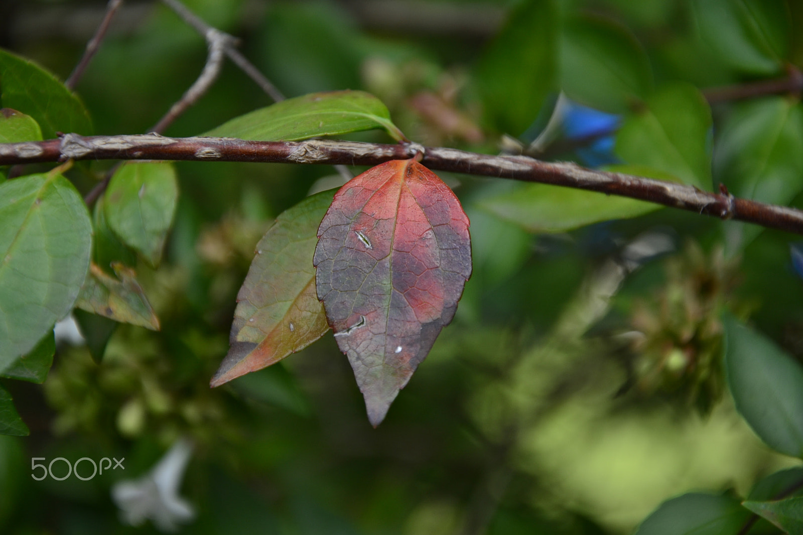 Nikon D3100 sample photo. Serie autumm colors photography