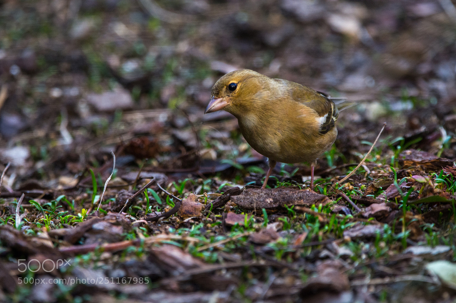 Nikon D7100 sample photo. Look.... it starts to photography