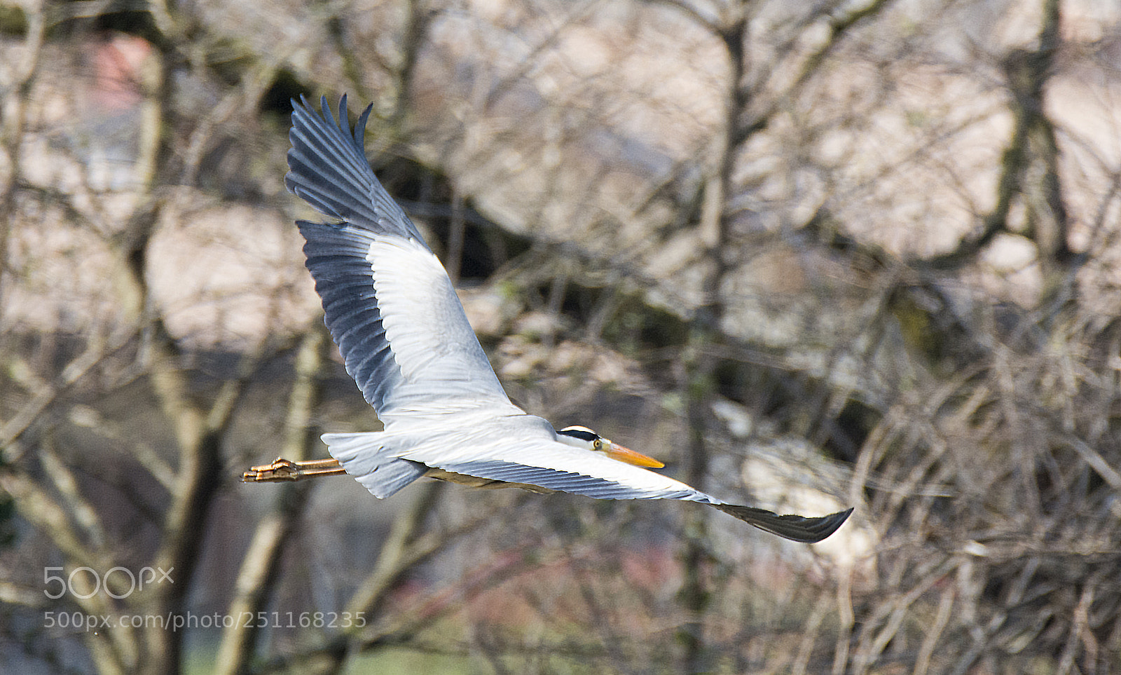 Nikon D7100 sample photo. Heron photography