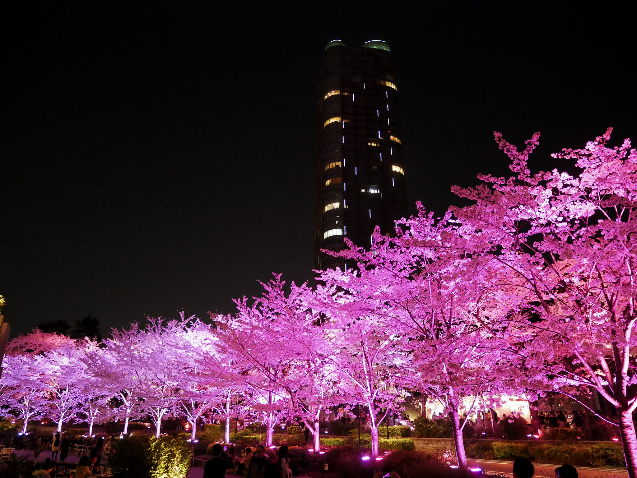 Panasonic Lumix DMC-GX85 (Lumix DMC-GX80 / Lumix DMC-GX7 Mark II) sample photo. Tokyo sakura night show photography