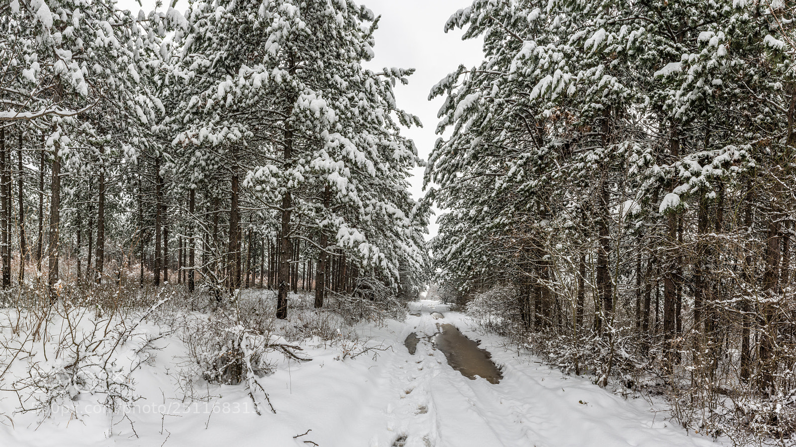 Nikon D7200 sample photo. Winter walk in the photography
