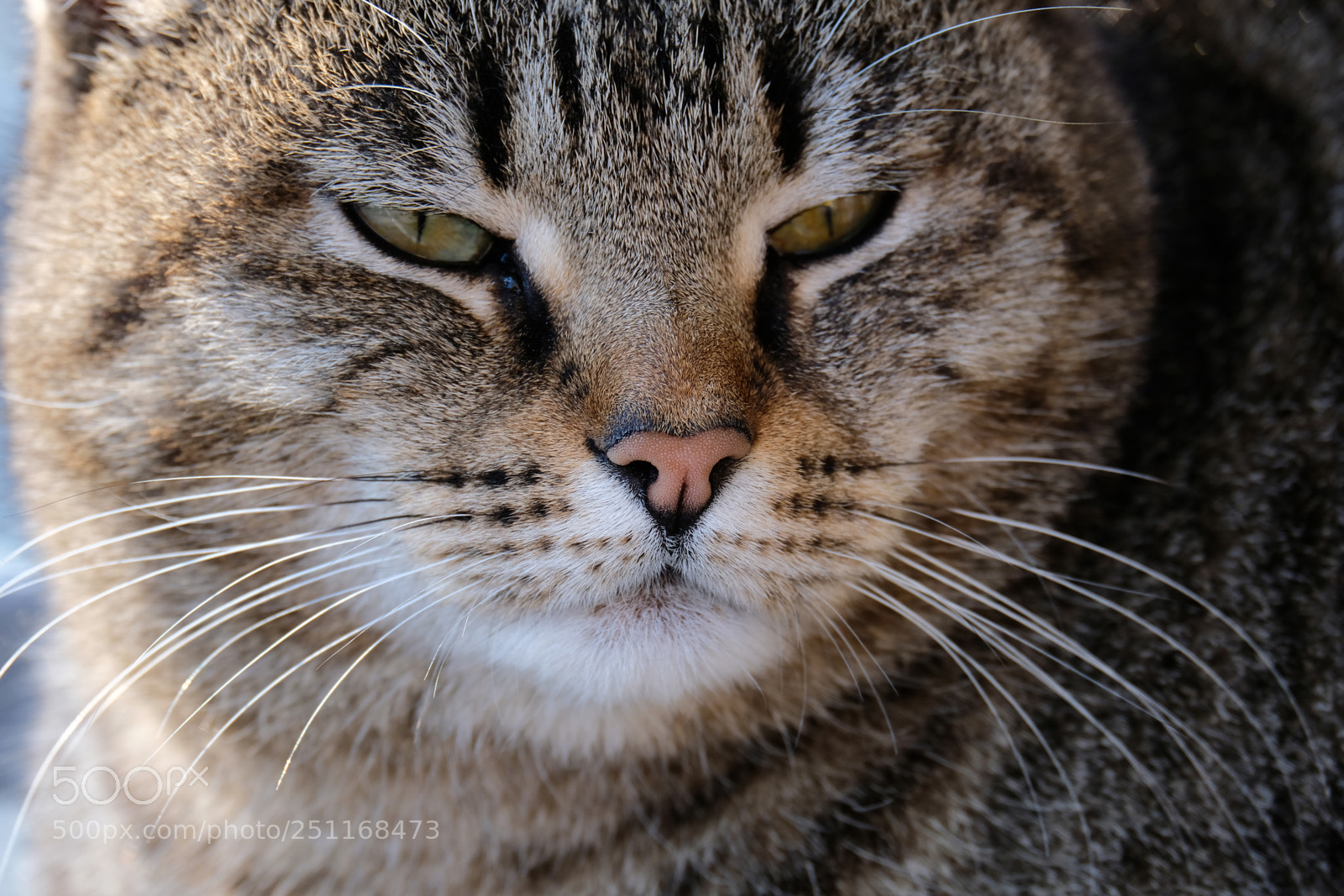 Fujifilm X-T20 sample photo. Street cat close-up photography