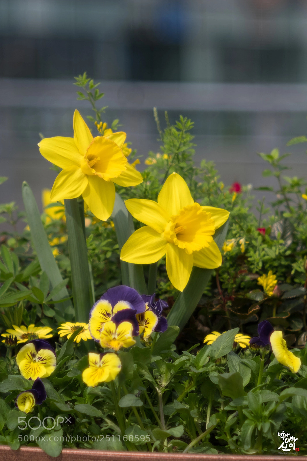 Fujifilm X-T2 sample photo. Flower bed photography