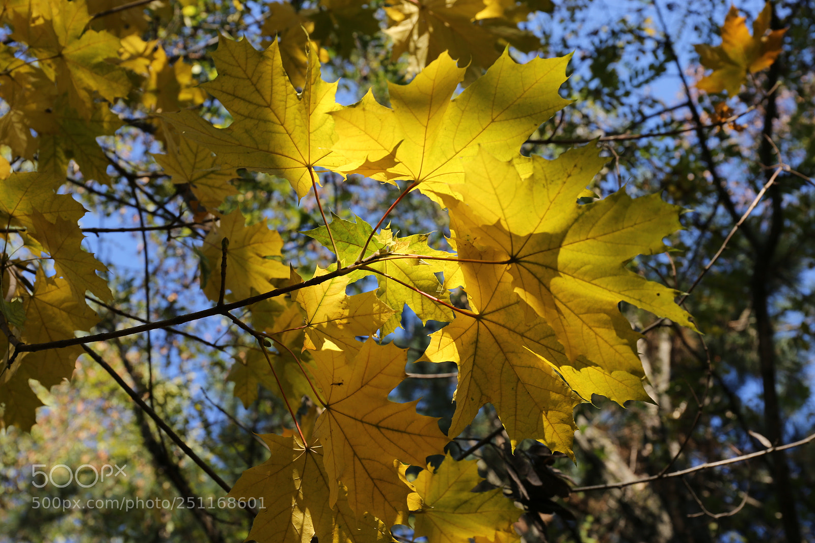 Canon EF 24-70mm F4L IS USM sample photo. Autumn photography