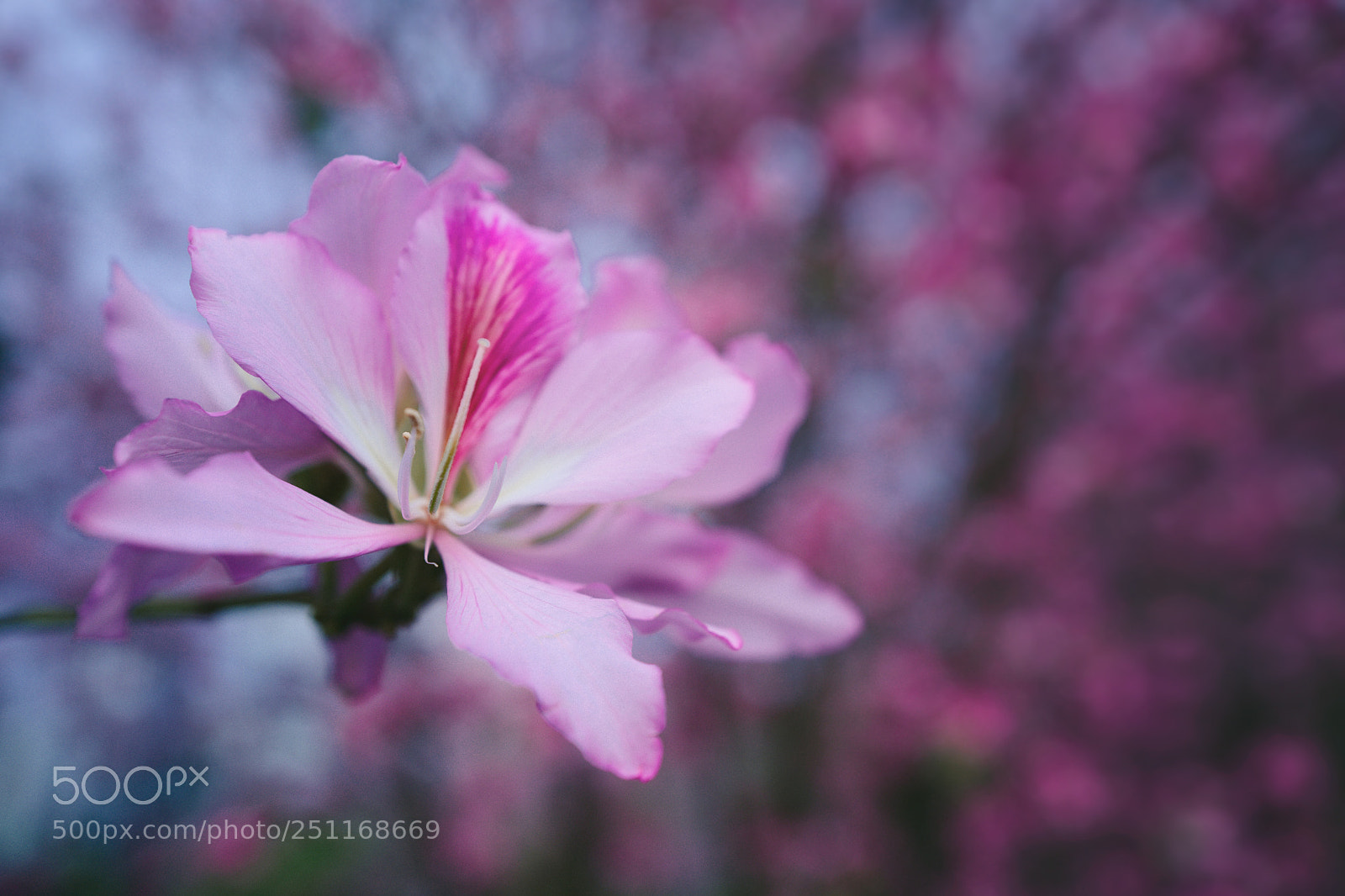 Leica Q (Typ 116) sample photo. Spring photography