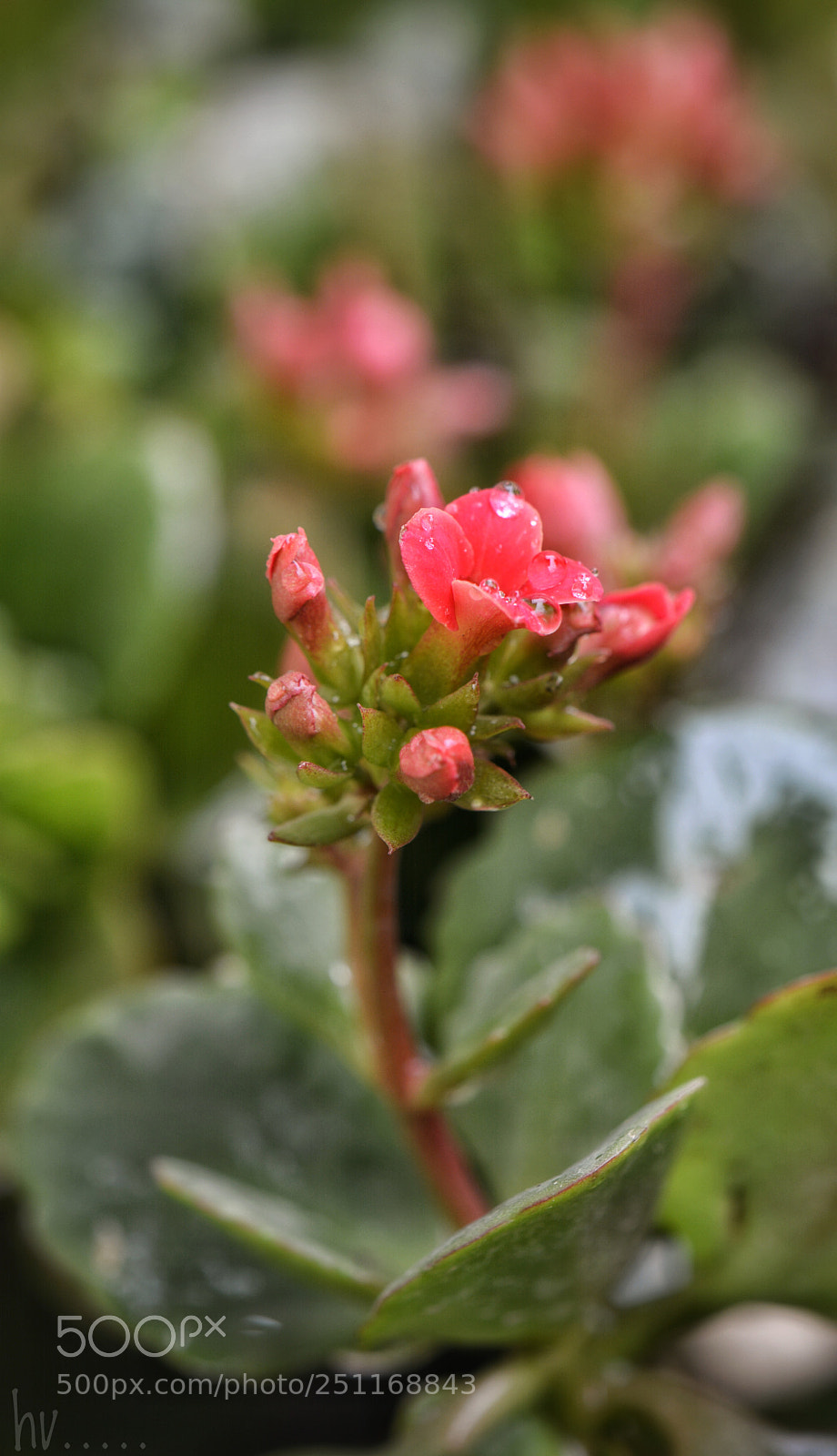 Nikon D7100 sample photo. Rain drops photography