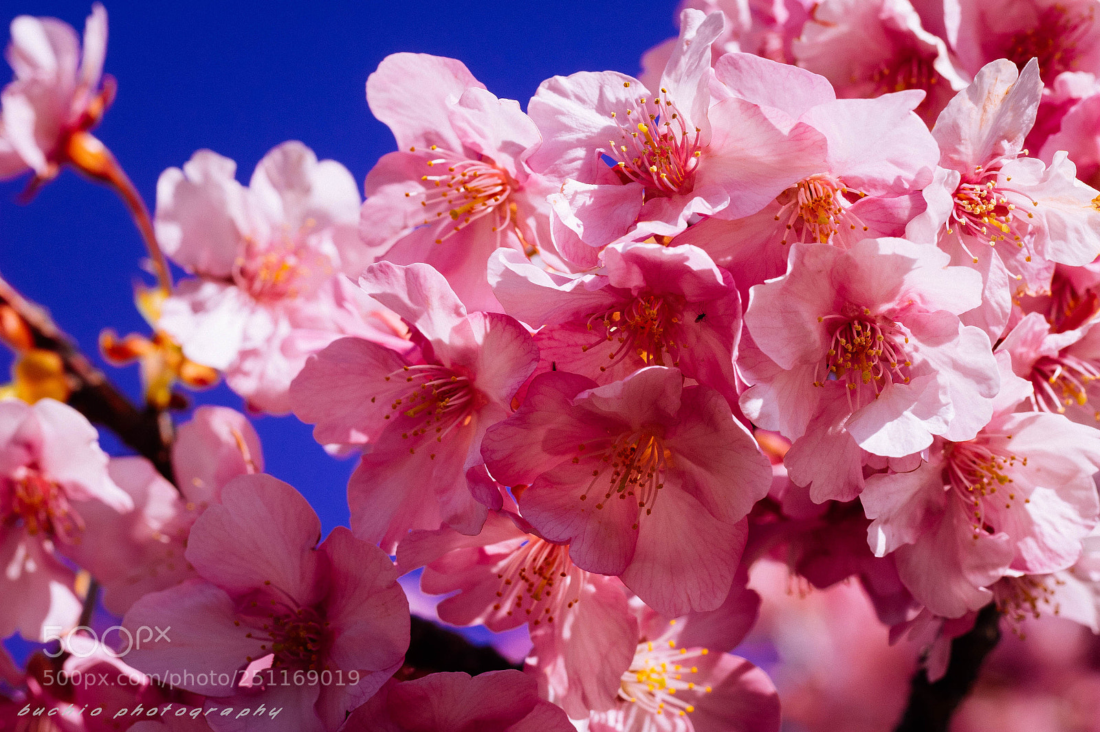 Olympus OM-D E-M1 sample photo. Kawazu cherry tree photography