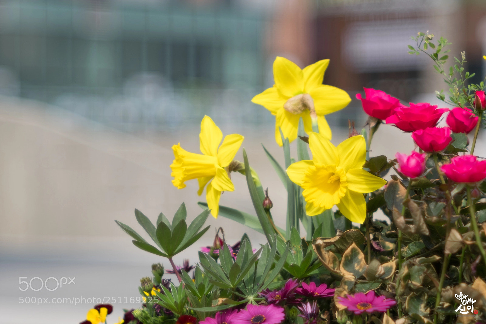Fujifilm X-T2 sample photo. Flower bed 02 photography