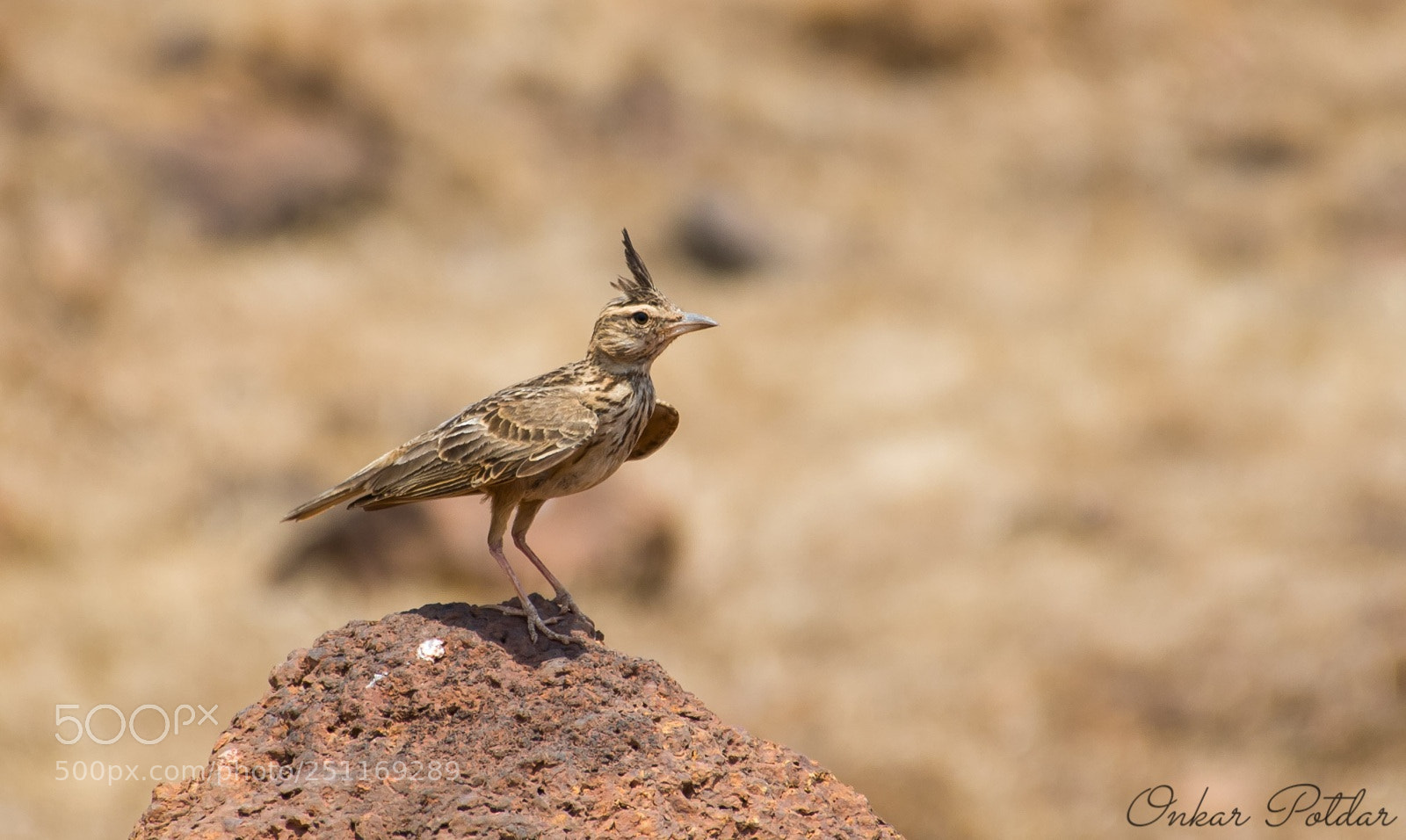 Nikon D7000 sample photo. Crested lark photography