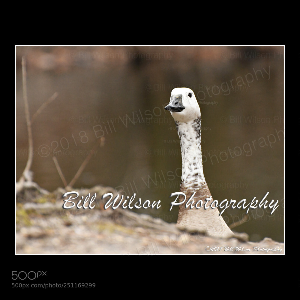 Nikon D500 sample photo. Goose photography