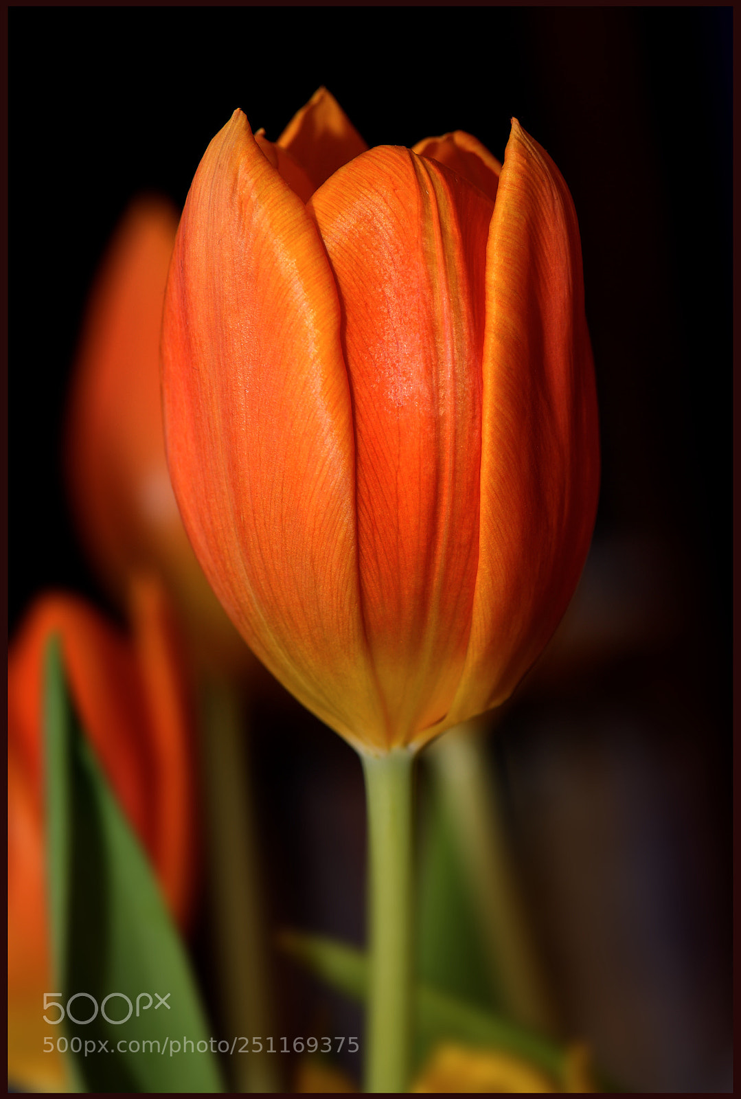 Nikon D610 sample photo. Untitled photography