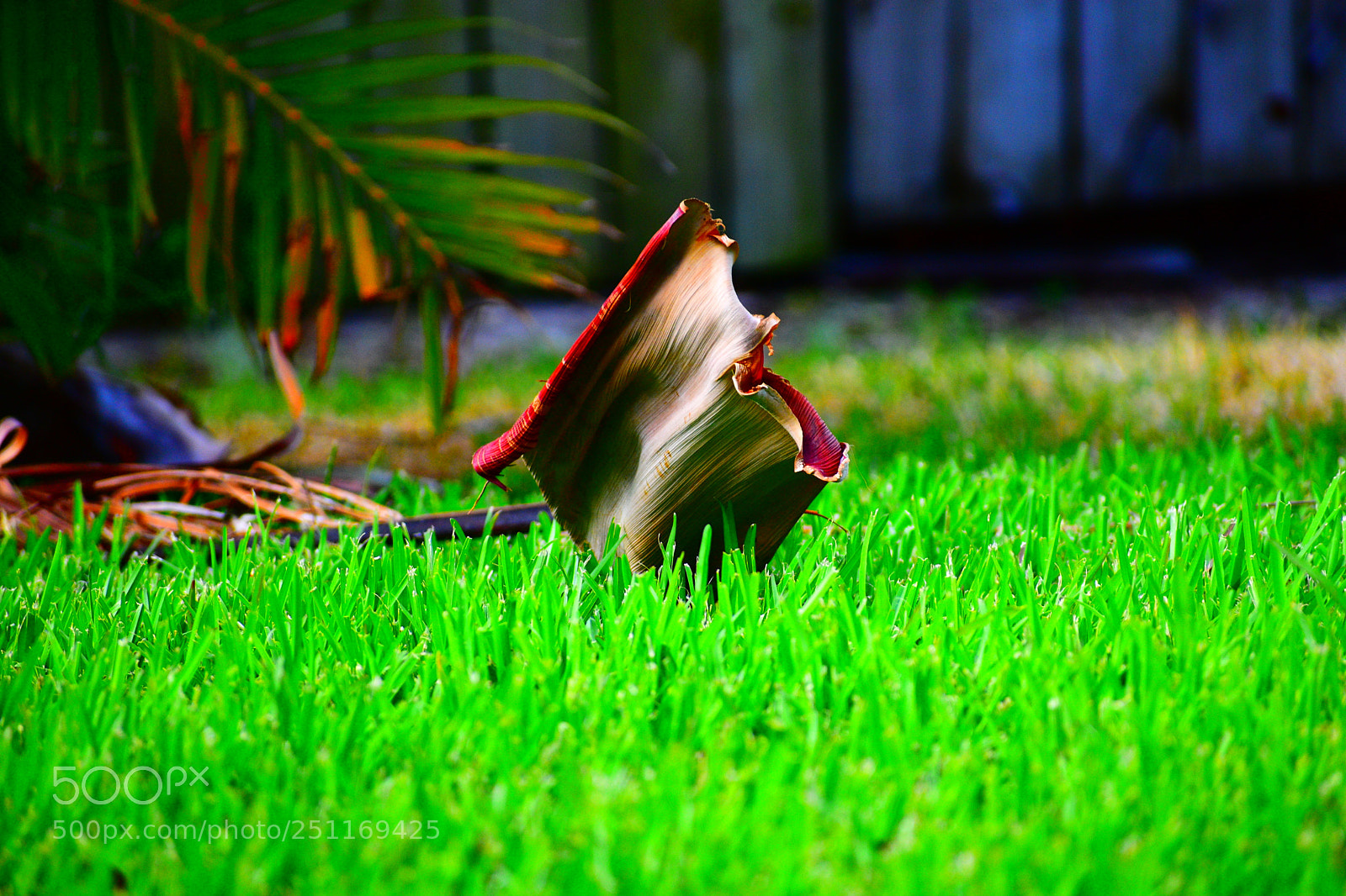 Nikon D5600 sample photo. Taking pictures of random photography