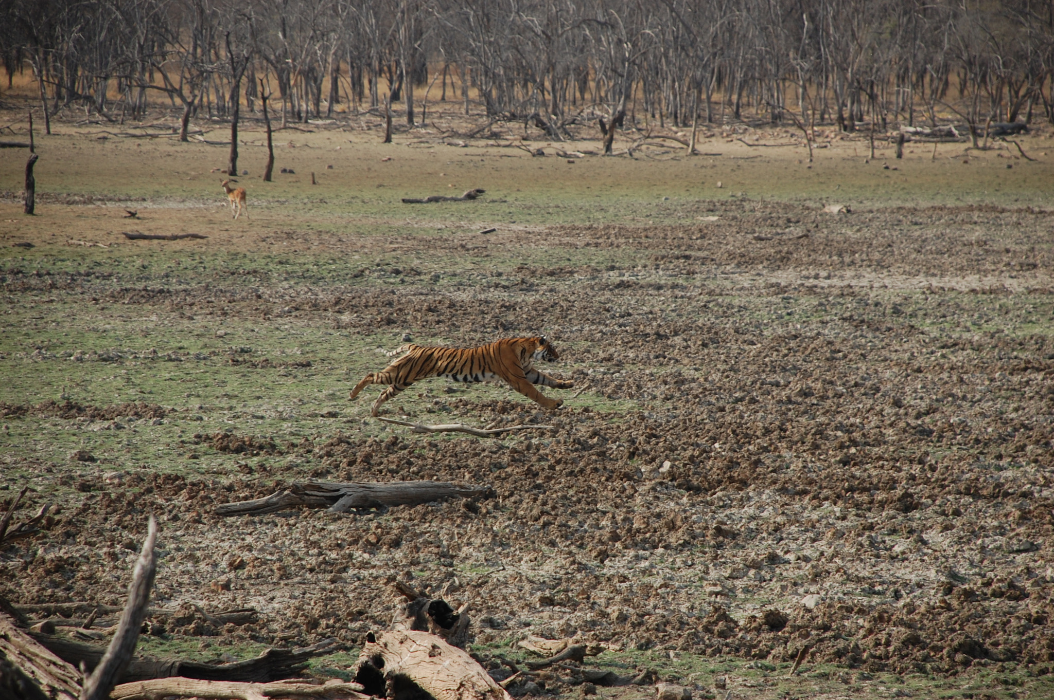 Nikon D40 sample photo. Is that a tiger? photography