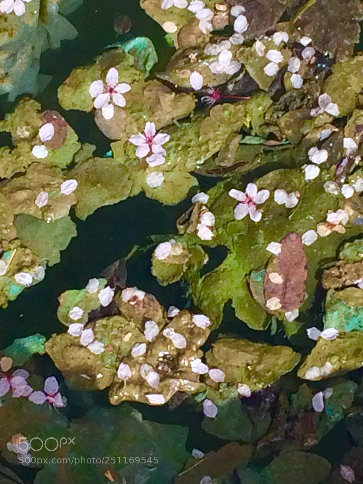 Apple iPhone 5s sample photo. Untitled photography