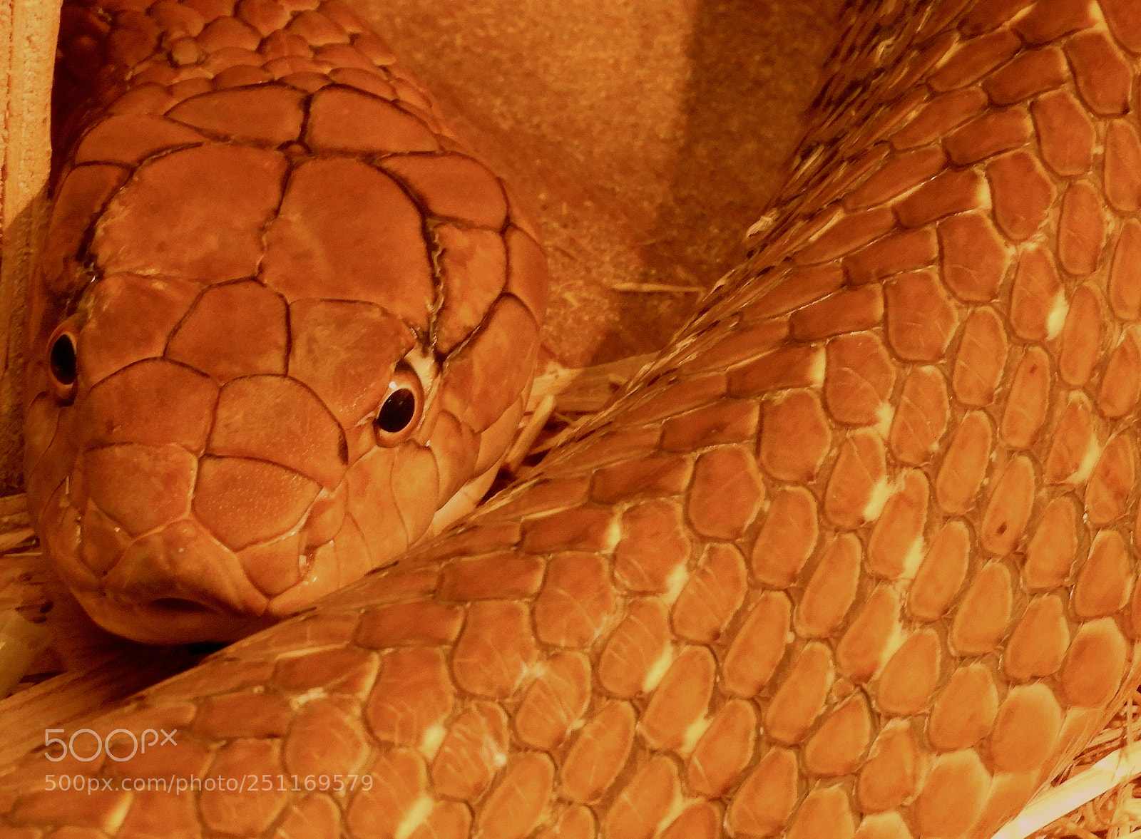 Nikon Coolpix B700 sample photo. King cobra photography