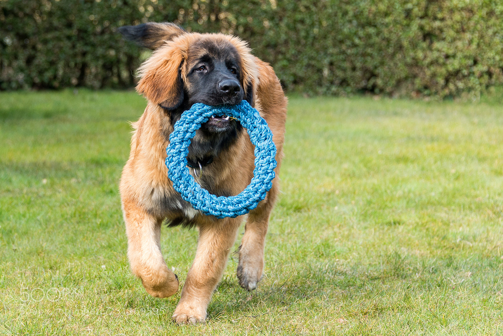 Nikon D610 sample photo. Leonberger playing photography