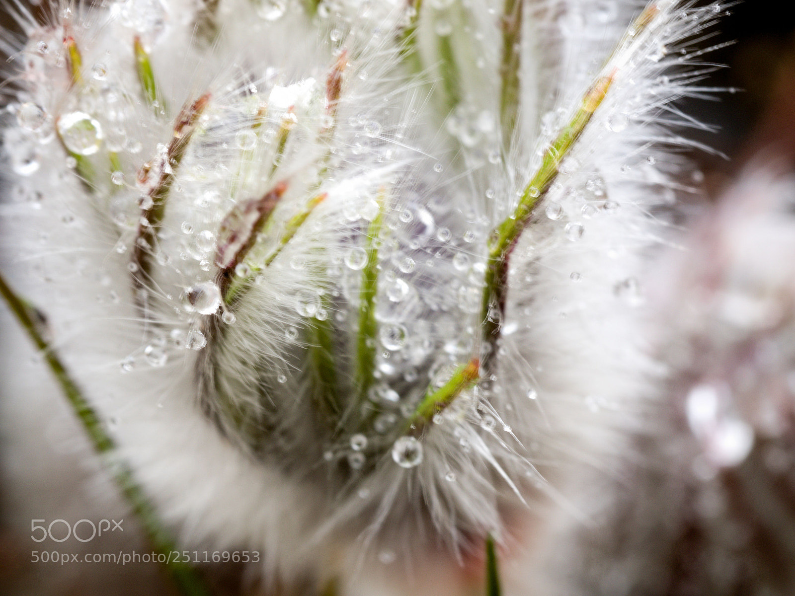 Olympus OM-D E-M5 II sample photo. Raindrops photography