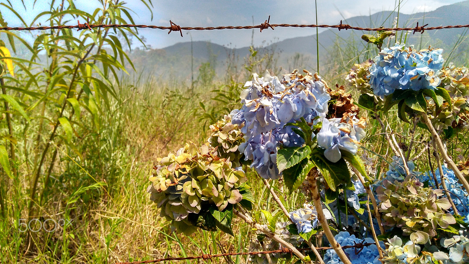 Motorola Moto G Play sample photo. The flower photography