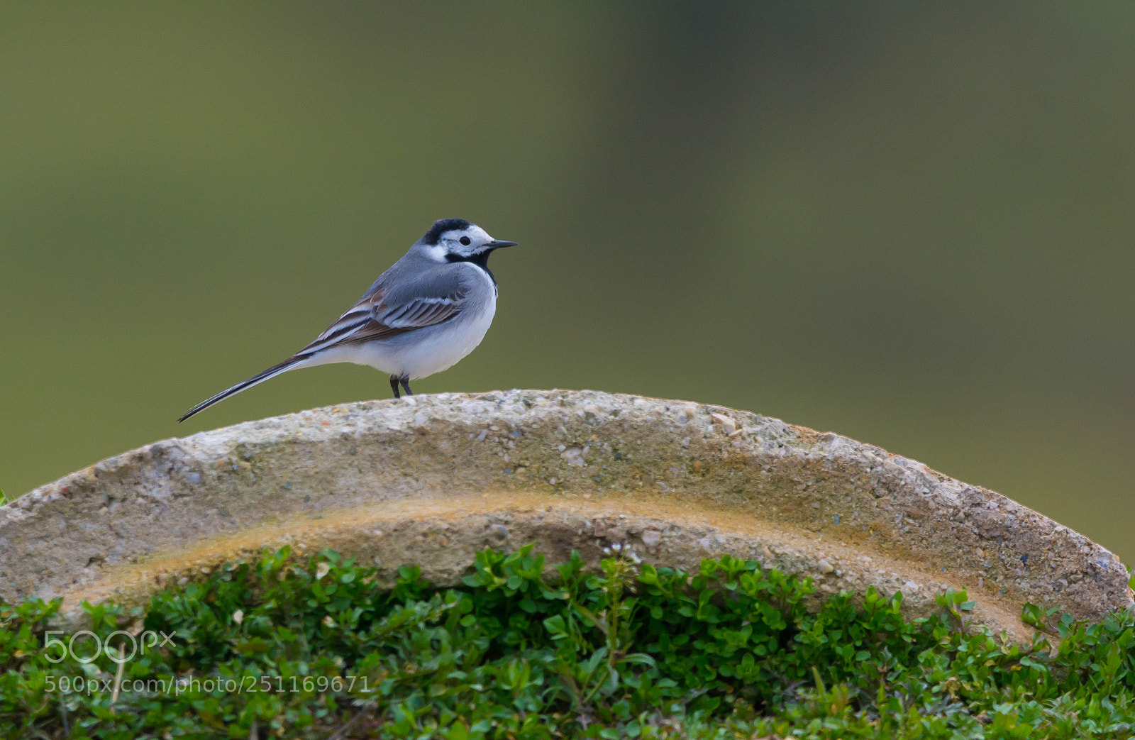 Nikon D7100 sample photo. Motacilla alba photography