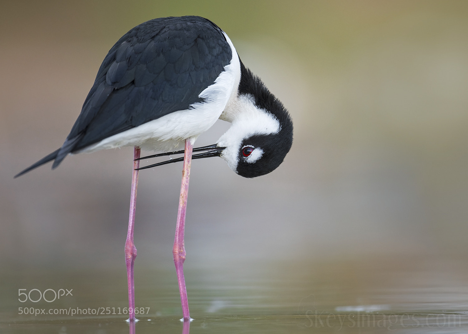 Nikon D500 sample photo. Equipment check (black-necked stilt) photography
