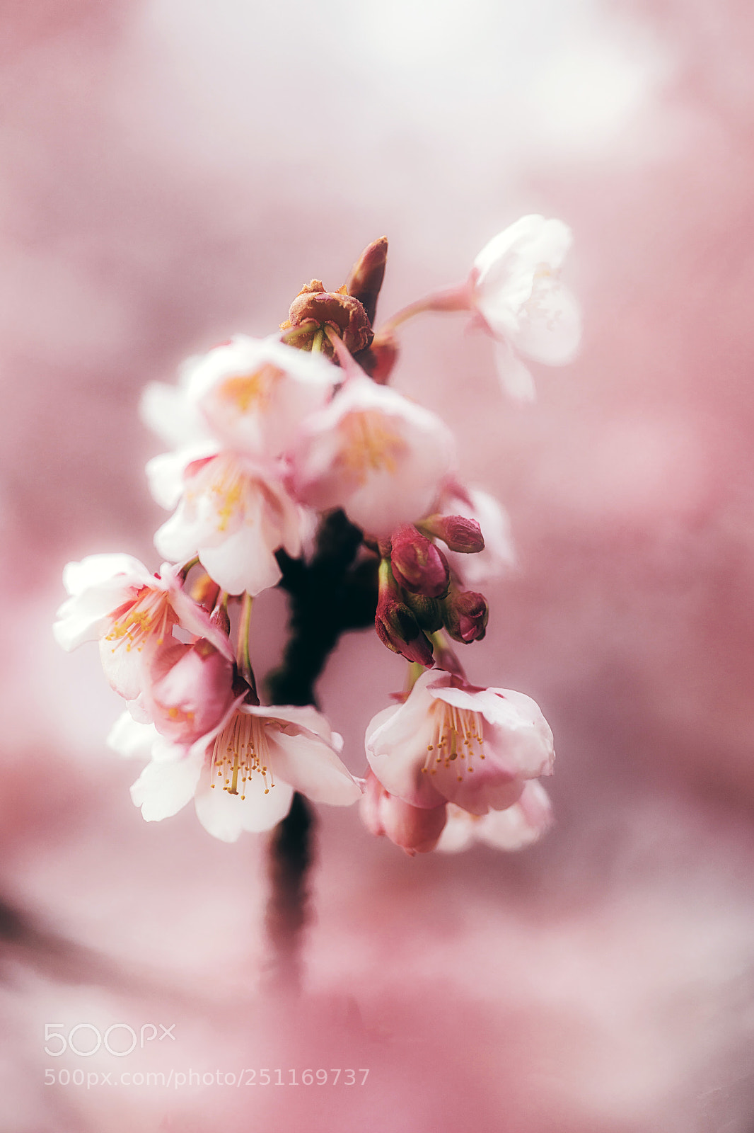 Sony a9 sample photo. Paintery sakura photography