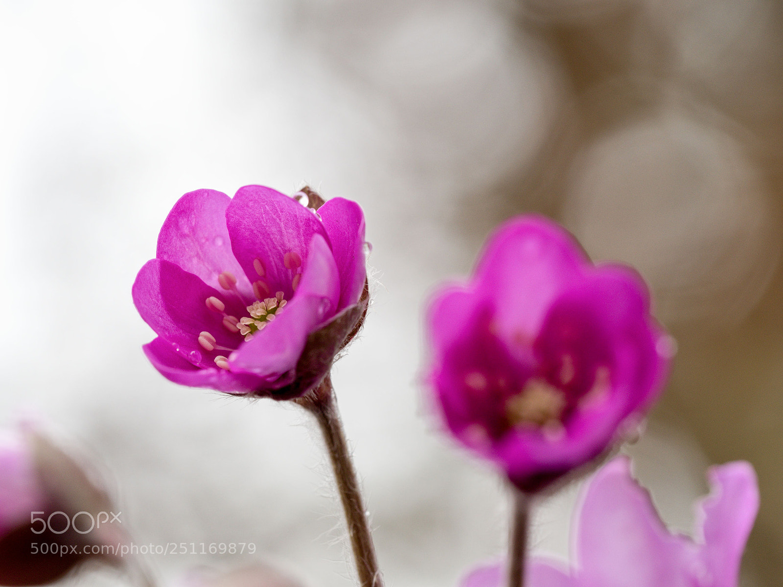 Olympus OM-D E-M5 II sample photo. Blüte photography