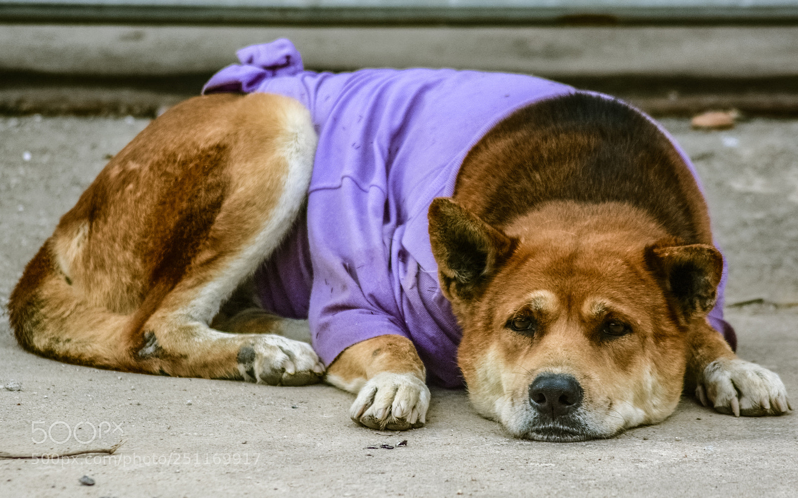 Nikon D7100 sample photo. Street dog photography