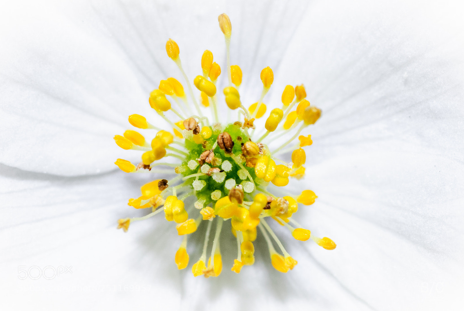 Nikon D80 sample photo. Flower #4 photography