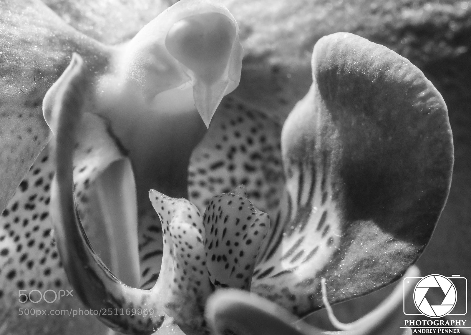 Canon EOS 70D sample photo. Orchidee photography