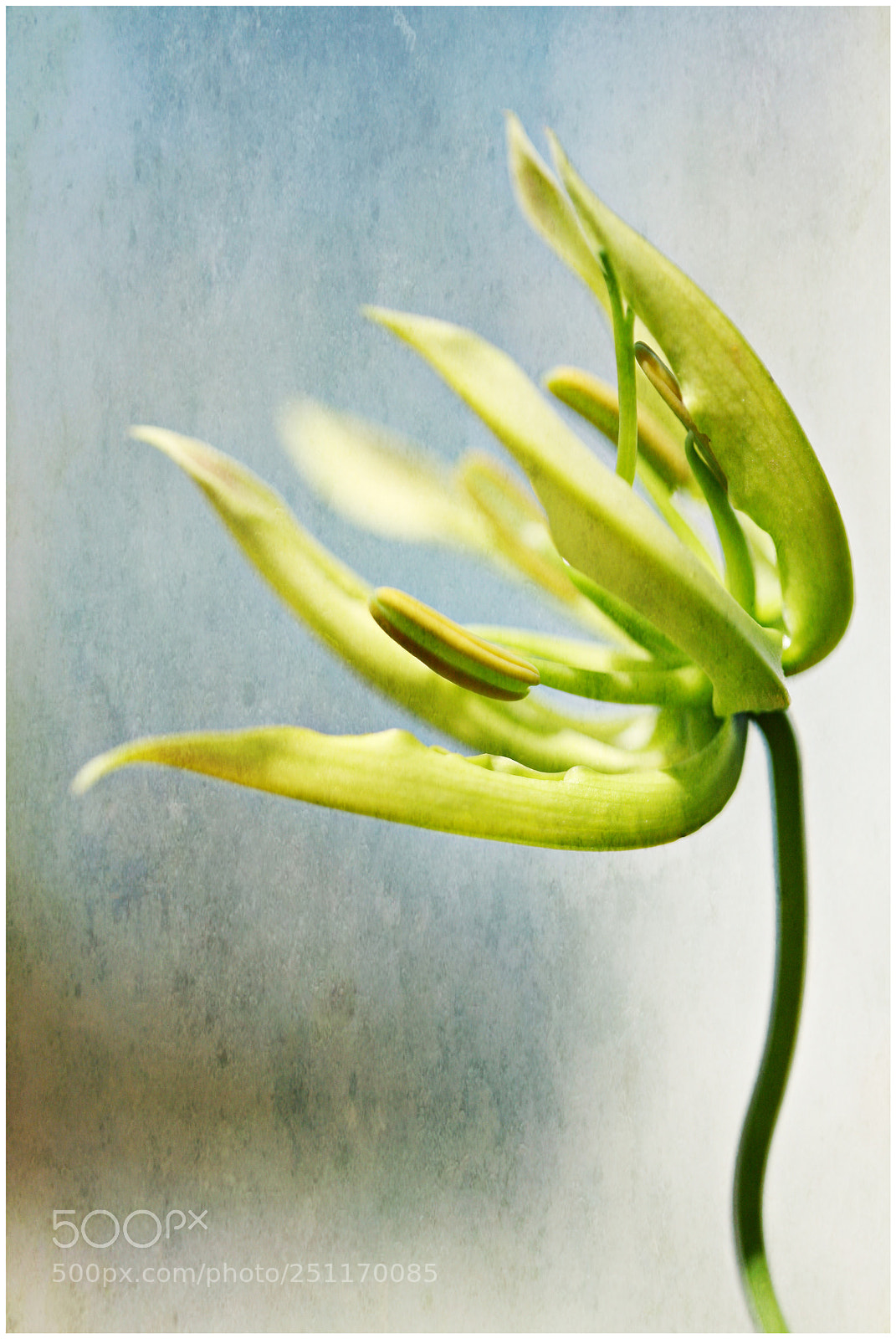 Canon EOS 5D sample photo. Gloriosa photography