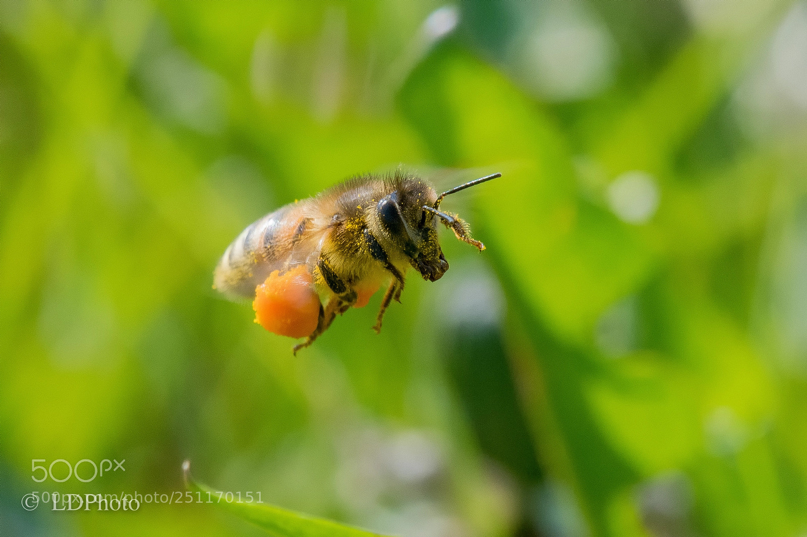 Nikon D500 sample photo. Bee photography