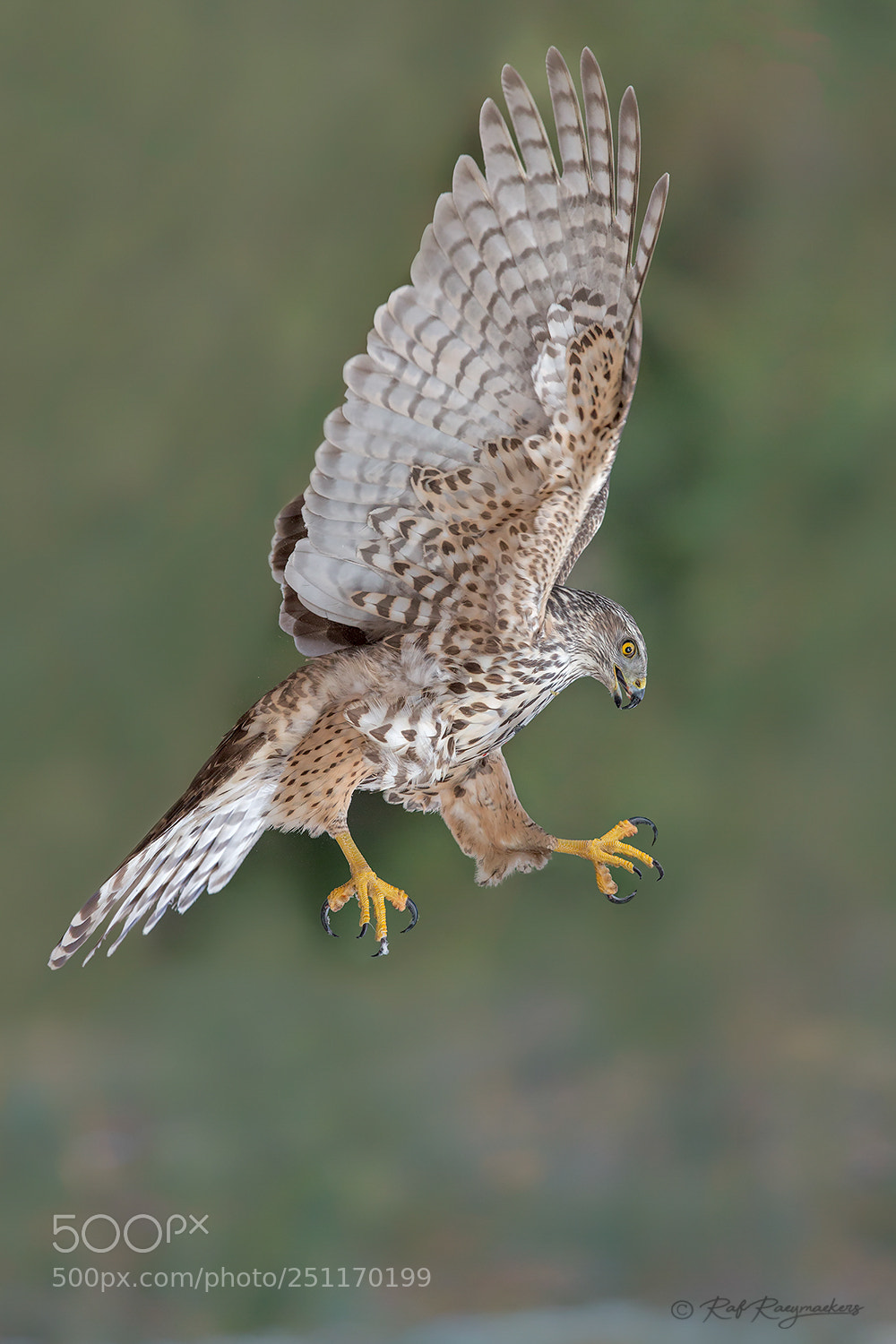 Canon EOS-1D X sample photo. Hawk photography
