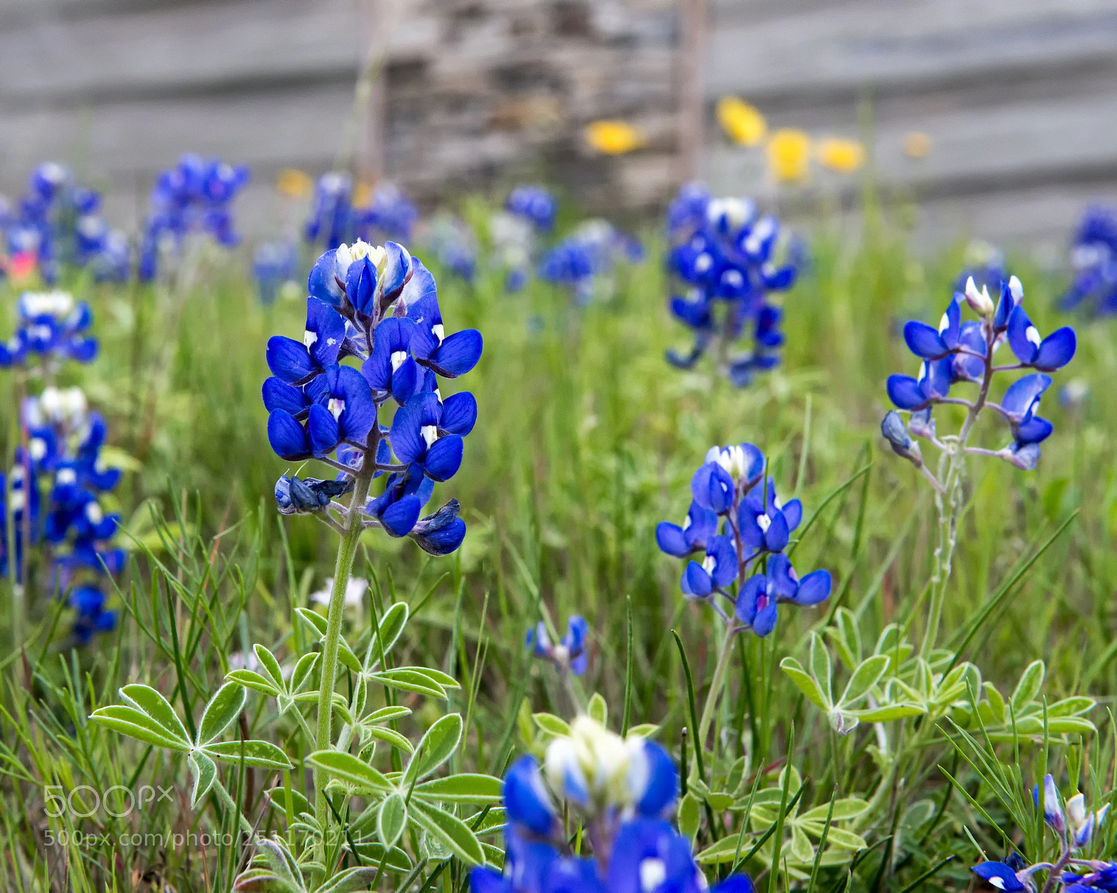 Nikon D800 sample photo. Independence texas bluebonnets photography
