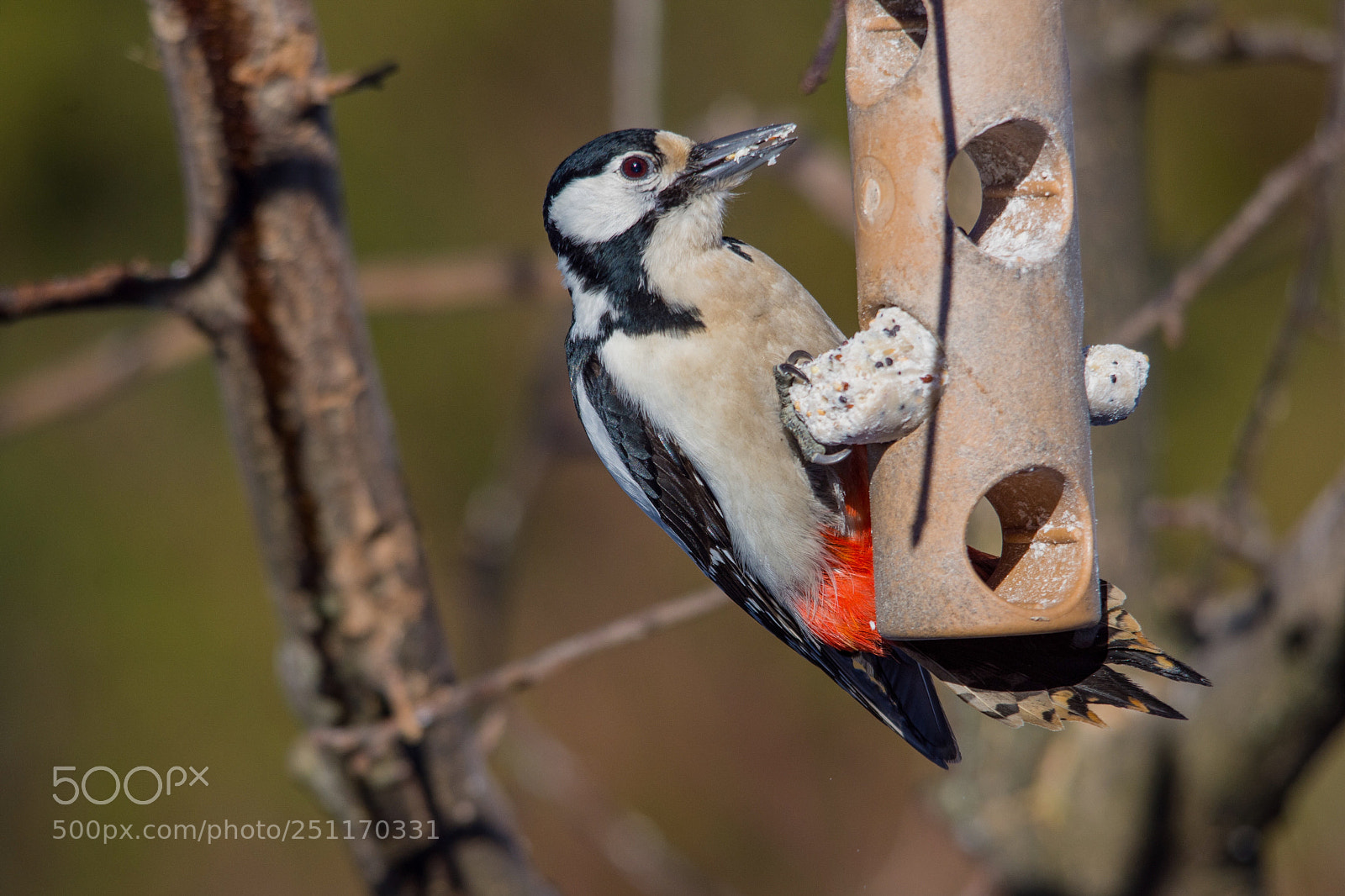 Nikon D7200 sample photo. Great spotted woodpecker photography