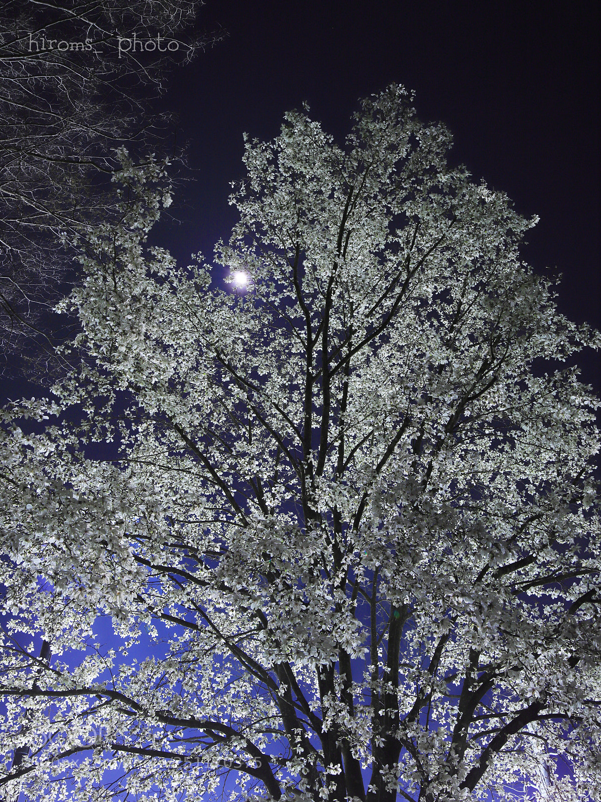 Canon EOS 6D Mark II sample photo. Moonlight and white flowers photography