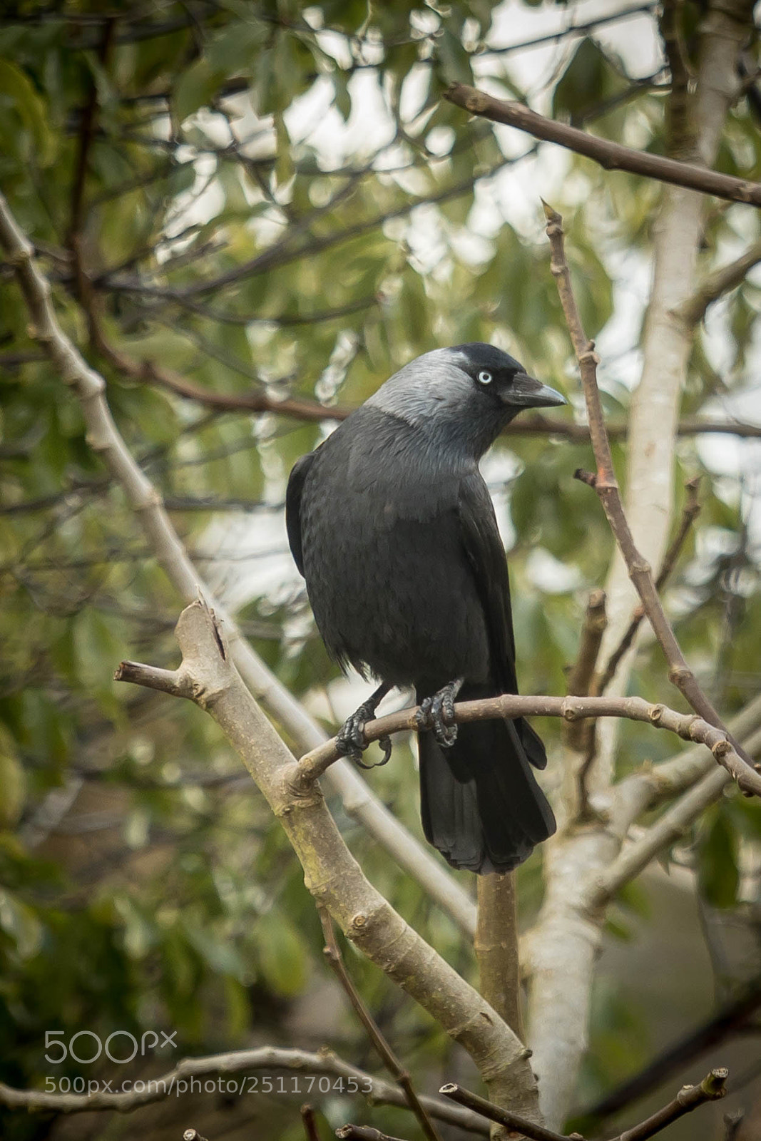 Canon EOS 5D Mark IV sample photo. Jackdaw.jpg photography