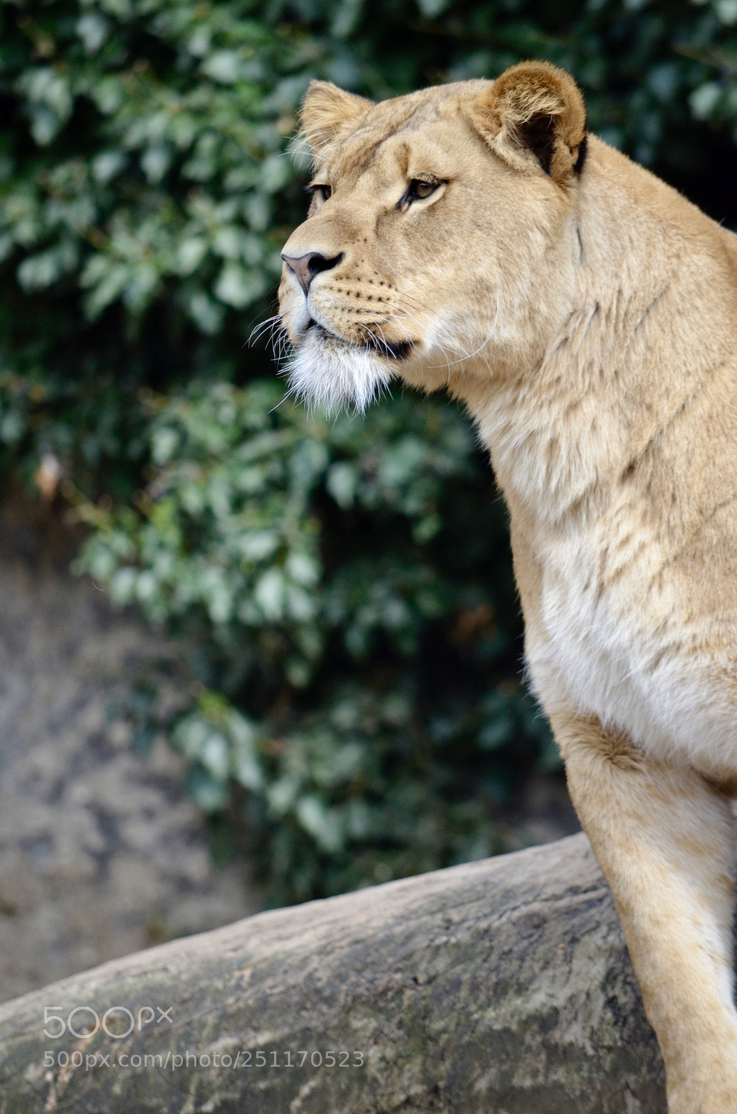 Nikon D5100 sample photo. Zzoo  photography