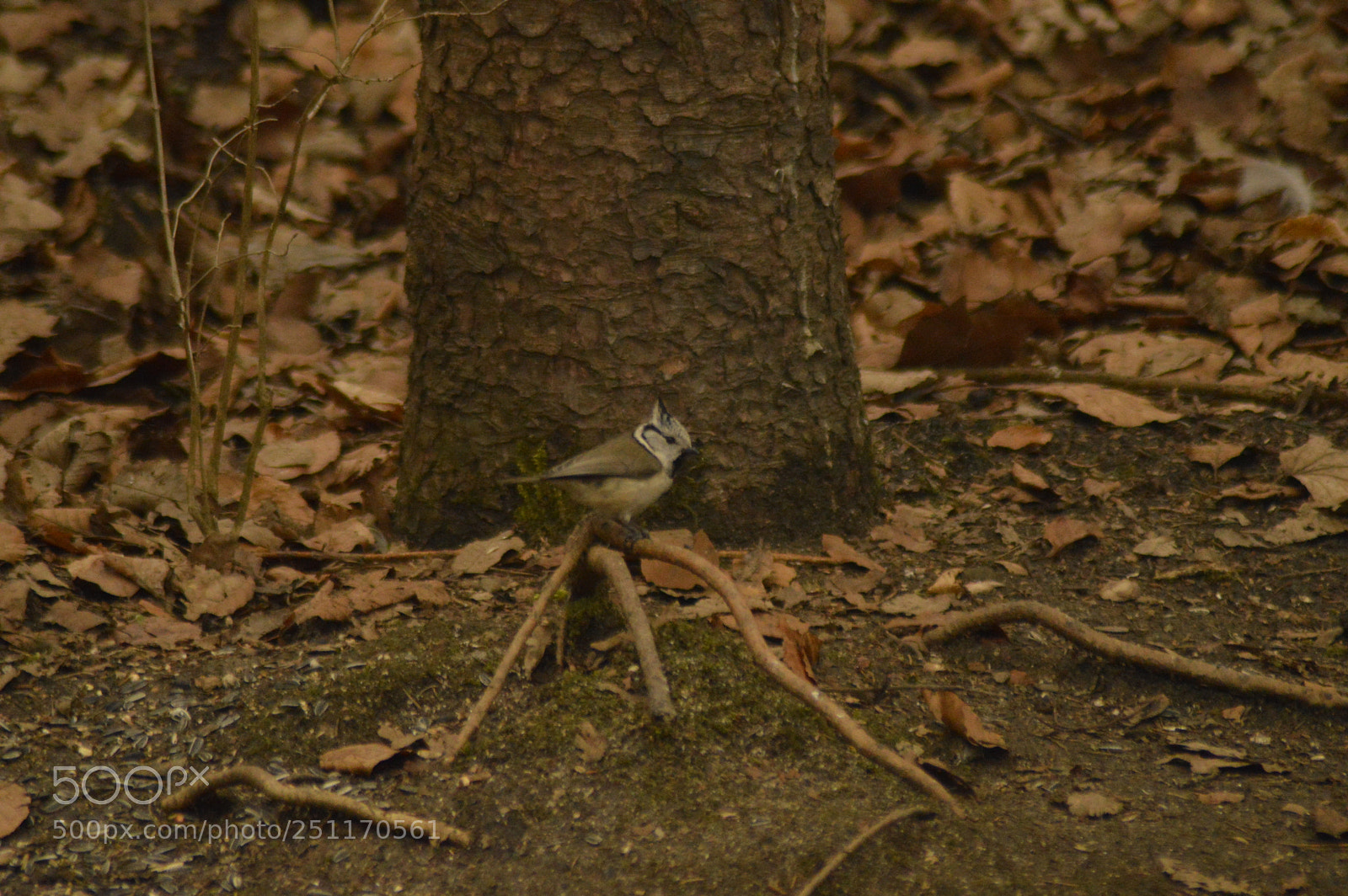 Nikon D3200 sample photo. Crested tit photography