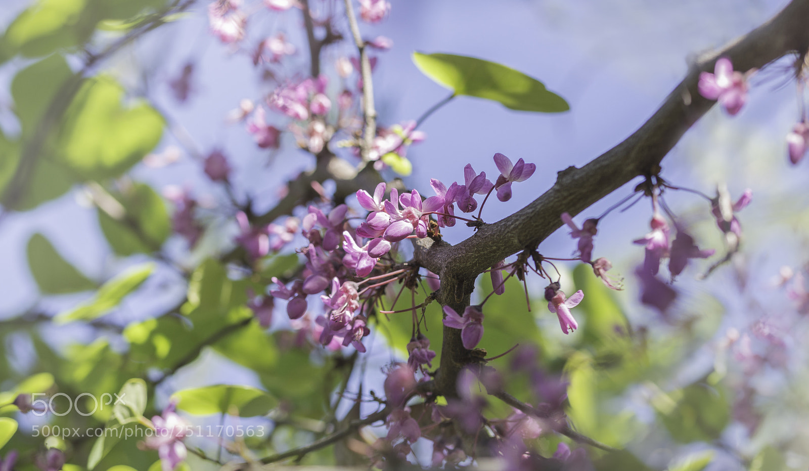 Nikon D3200 sample photo. Judas tree photography