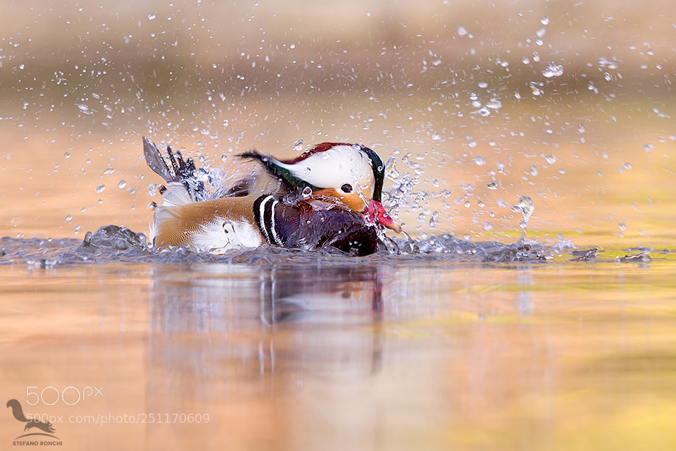 Canon EOS-1D X sample photo. Water games photography