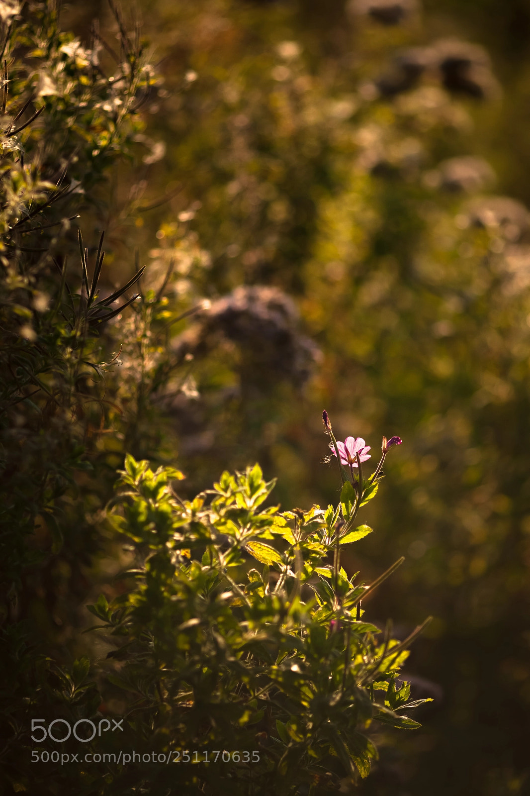 Canon EOS 5D sample photo. ~ photography