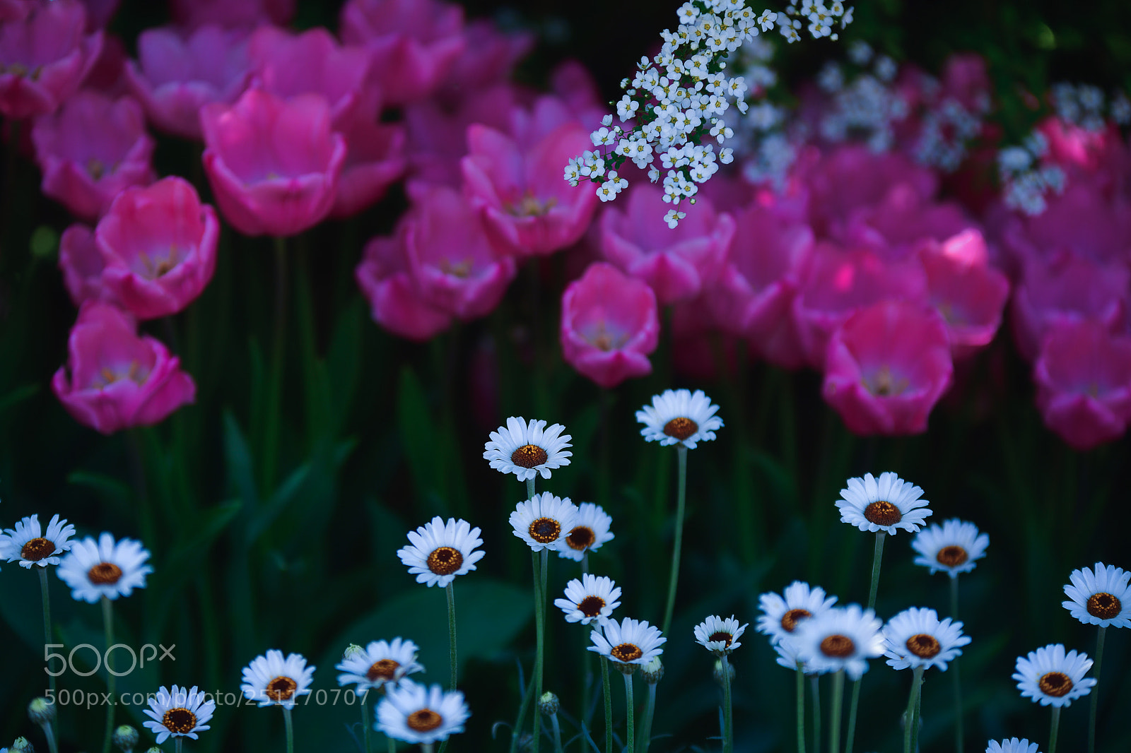 Nikon D850 sample photo. Spring flowers photography