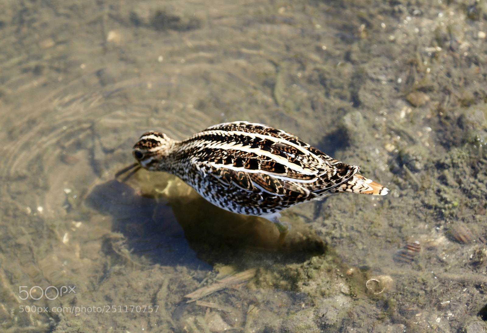 Canon EOS 80D sample photo. Common snipe photography