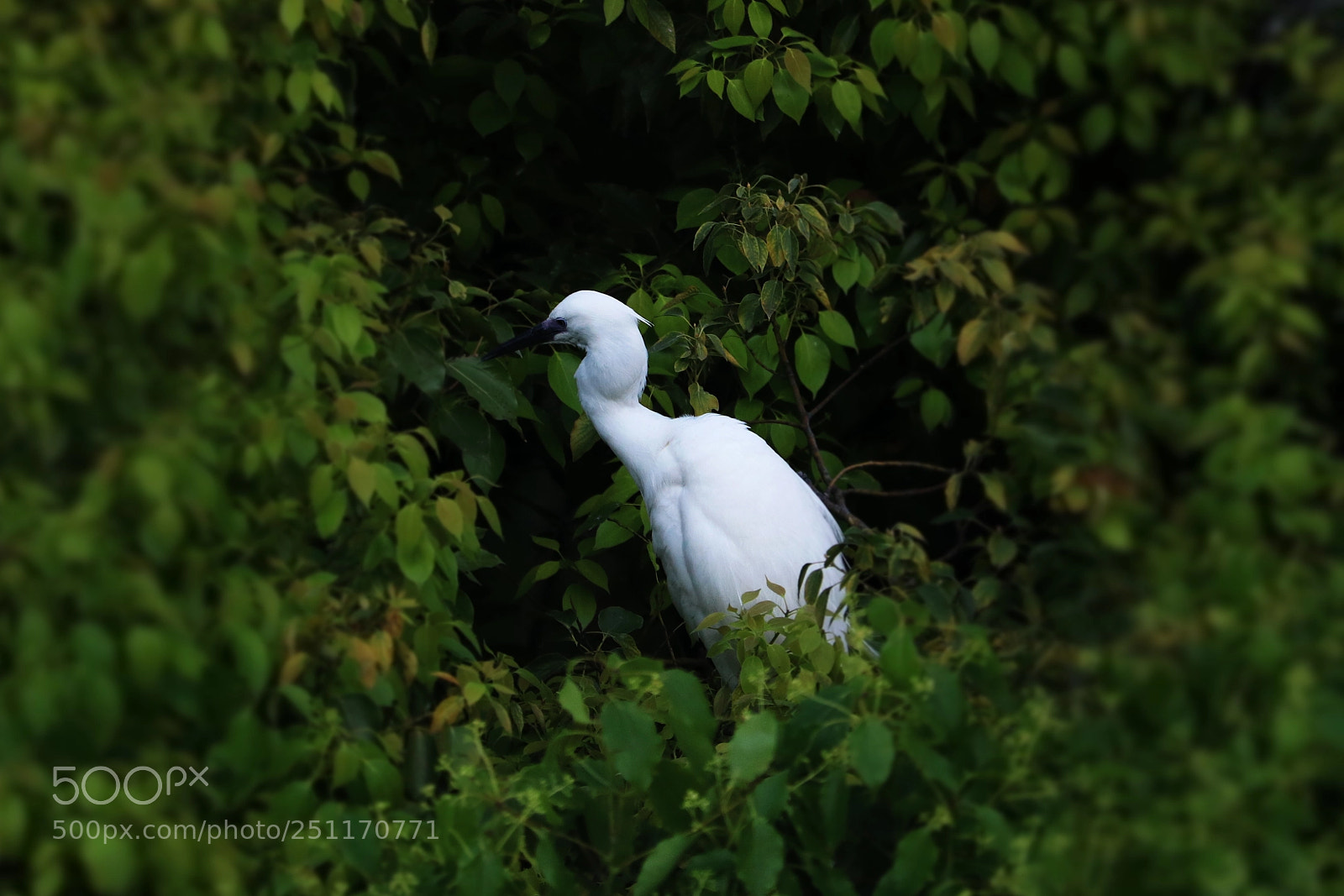 Canon EOS 760D (EOS Rebel T6s / EOS 8000D) sample photo. Egrets in ningbo university photography