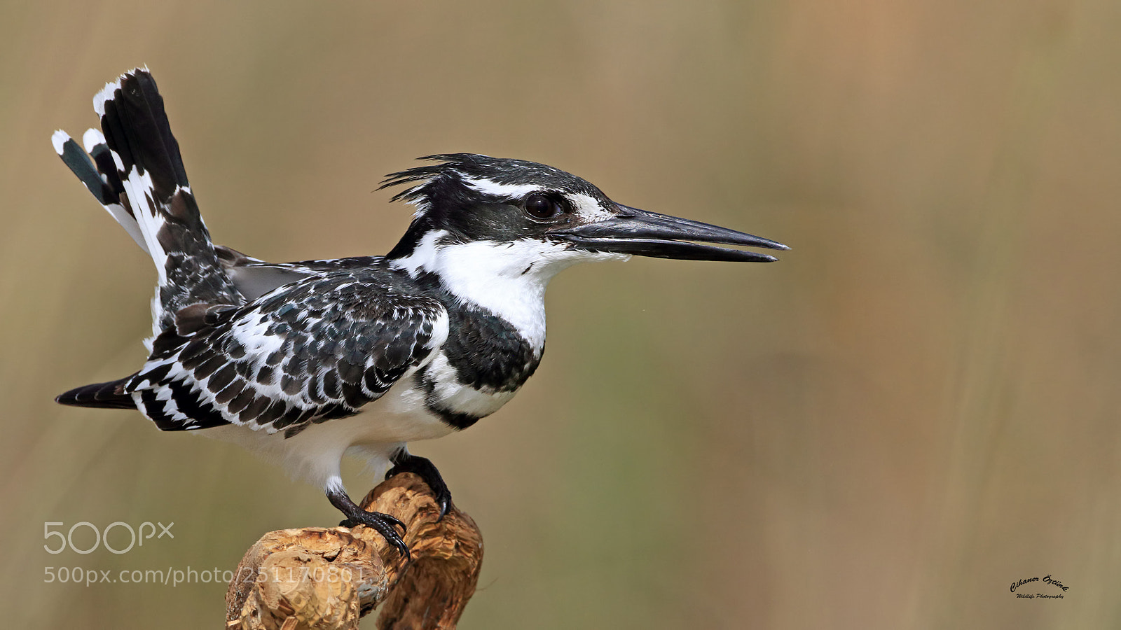 Canon EOS 7D Mark II sample photo. Pied kingfisher photography