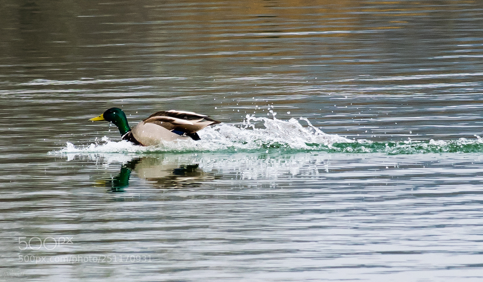 Nikon D5300 sample photo. Untitled photography