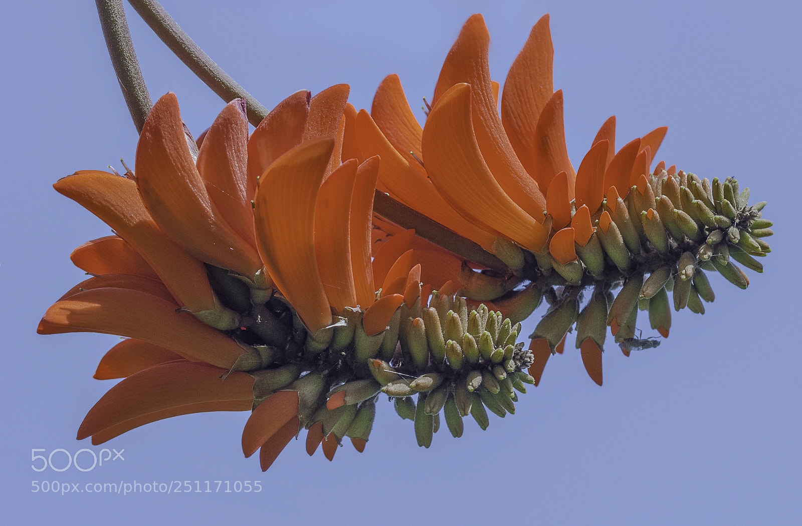 Nikon D3200 sample photo. Coral tree flower photography